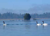 Las sanciones legales a CELCO  - Poblacin de cisnes en santuario Ro Cruces baj 74% entre 2004 y 2012. 
