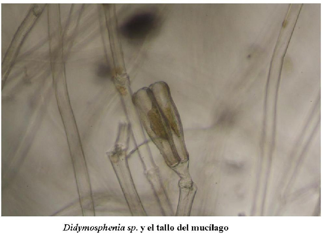 Confirman presencia de alga invasora Didymo (Didymosphenia Geminata) en ro Futaleuf