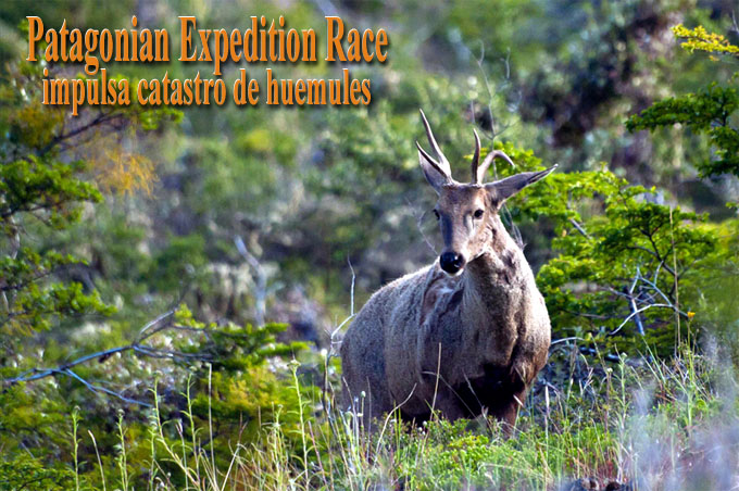 Patagonian Expedition Race impulsa catastro de huemules