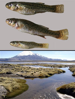 Presencia de trucha arcoiris amenaza a peces exclusivos en el Lago Chungar