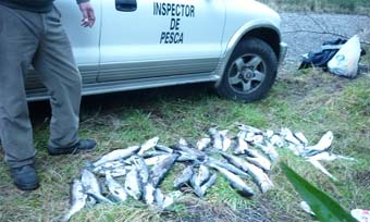 Fiscalizadores sorprendieron a pescadores infringiendo la ley de pesca en ro Enco. 