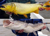 Variedad Peces y Estilos de Pesca se Vive en Posada y Lodge Hambar.