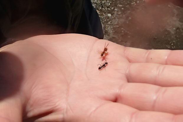 Fly Ant - La seduccin de la hormigas