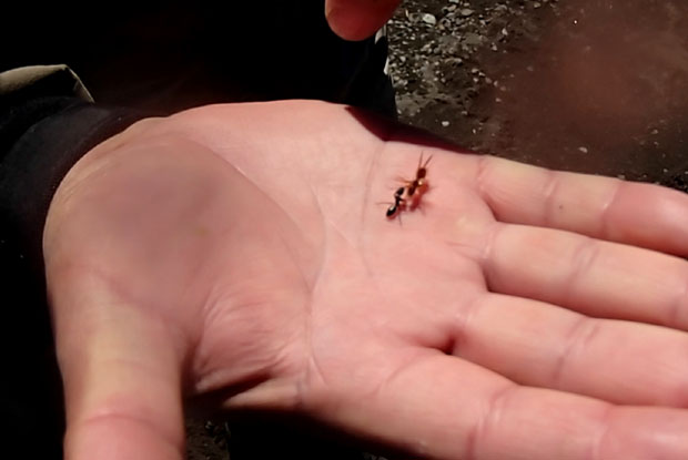 Fly Ant - La seduccin de la hormigas