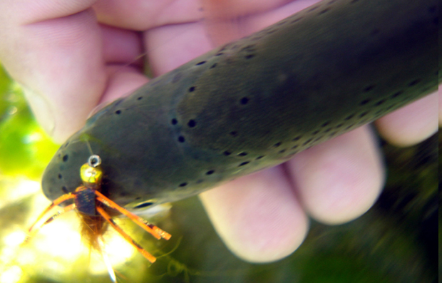 Trucha del Calcurrupe capturada con ninfa Stonefly de patas de gomas
