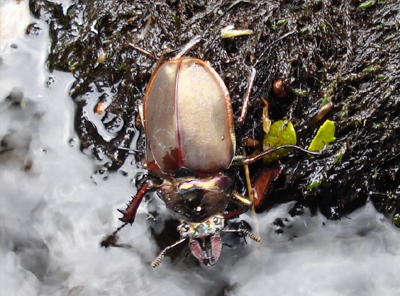 Cantaria - El Escarabajo de la Patagonia
