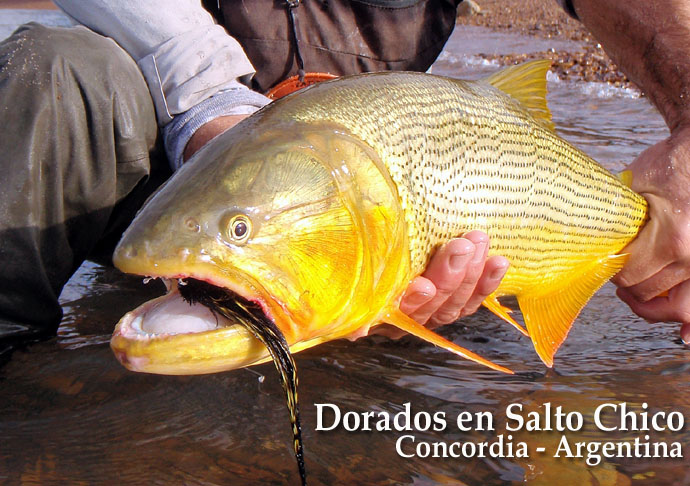 Dorados en Salto Chico, Concordia - Argentina