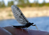 Entomologa para la pesca con mosca: Efemerpteras o Mayflies.