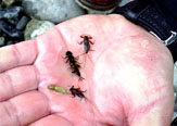 El festn de las Truchas:  Entomologa para la pesca con mosca