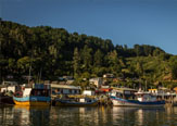 Se cuestiona proyecto que autoriza el desembarque y comercializacin de salmn chinook