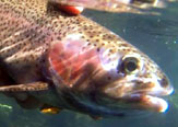 Taller Finalizacin Proyecto "Identificacin de Zonas de Desove y Alevinaje de Especies cticas de Inters para la Pesca Recreativa en la Regin de Los Ros"
