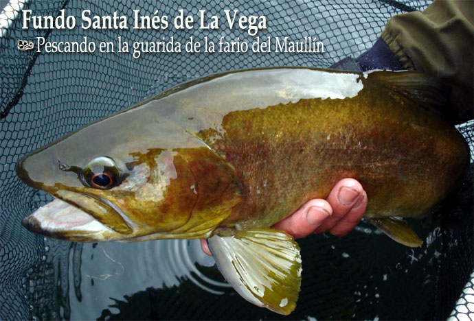 Fundo Santa Ins de la Vega - Pescando en la guarida de la fario en Maulln