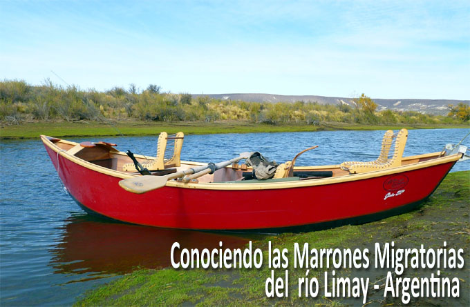 Conociendo las Marrones Migratorias del ro Limay -  Argentina