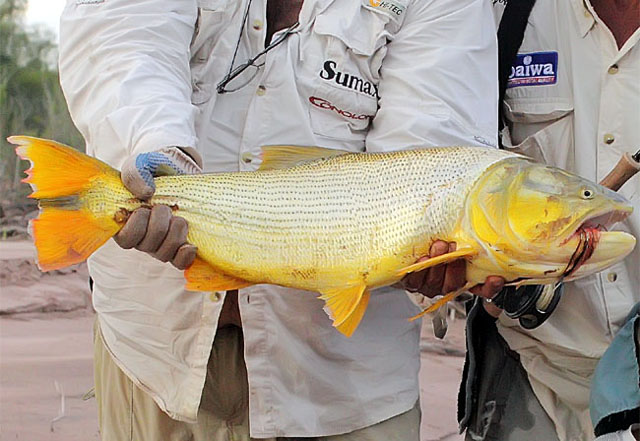 Noa Otoo Invierno 2010 - La pesca de los dorados