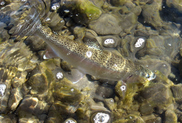 Río Petrohue, refugio de truchas y salmones migratorios