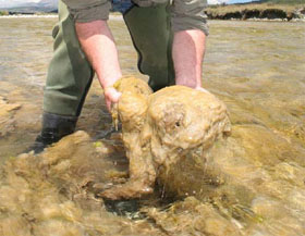 La "Moco de Roca" es declarada plaga letal para los ríos del sur chileno