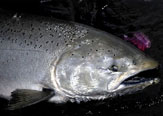 Cuotas de Pesca de salmón Chinook en la región de Aysen, Patagonia de Chile