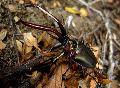 Cantaria - El Escarabajo de la Patagonia