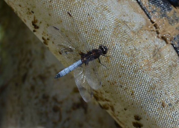 Entomologia para la pesca con mosca, muestreo de un rio del sur de Chile