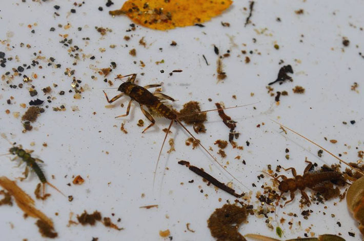 Entomologia para la pesca con mosca, muestreo de un rio del sur de Chile