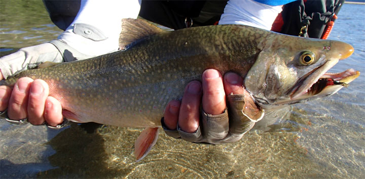 Salvelinus Fontinalis, Los Char Fish presentes en las aguas de Chile