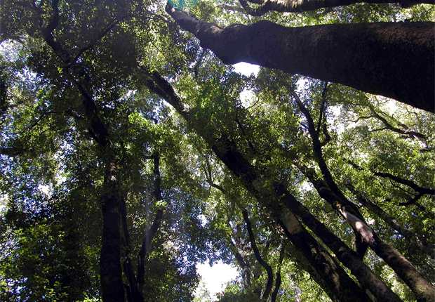 Parque nacional Bosque Quillin