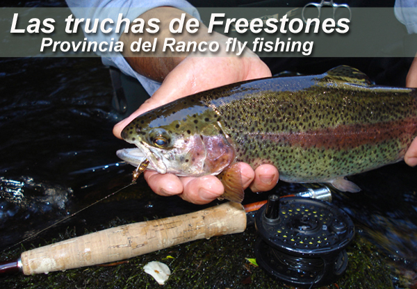 Las Truchas de Freestones -  Provincia del Ranco Fly Fishing