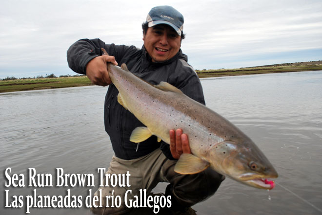 Sea Run Brown Trout, las planeadas del ro Gallegos
