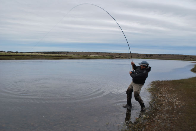 Sea Run Brown Trout, las planeadas del río Gallegos - fly Fishing