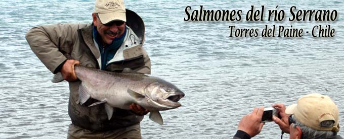 Salmones del ro Serrano en Torres del Paine
