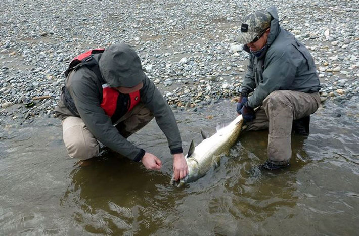 Pescando chinooks en la zona de La Junta, Patagonia - Chile