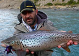 Migratorias de Salmo trutta (Brown trout) en el sur de Chile