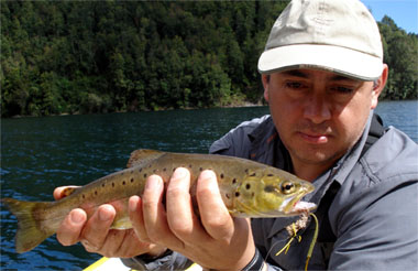 Ratones y sus imitaciones para la pesca con mosca en aguas de la Patagonia