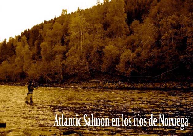 Atlantic Salmon en los ros de Noruega