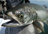 La pesca de Chinook encerrado en La Junta, región de Aysén, una pesca fascinante