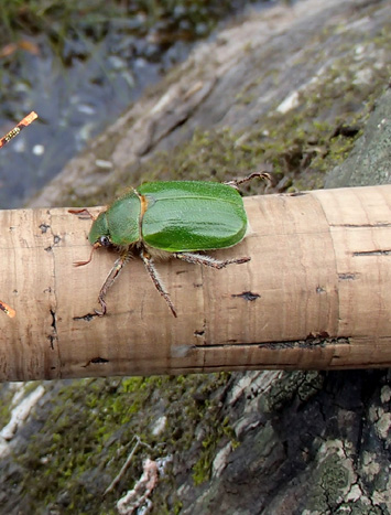 San Juan Beetle, El escarabajo verde para truchas cebadas