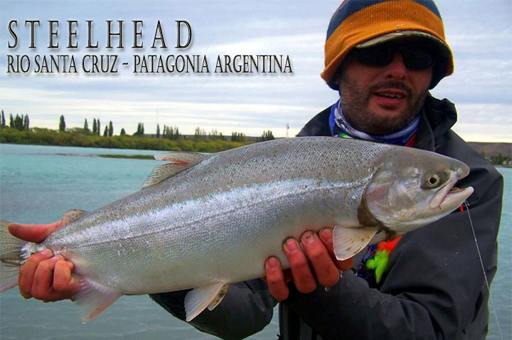 Steelhead, Rio Santa Cruz - Patagonia Argentina