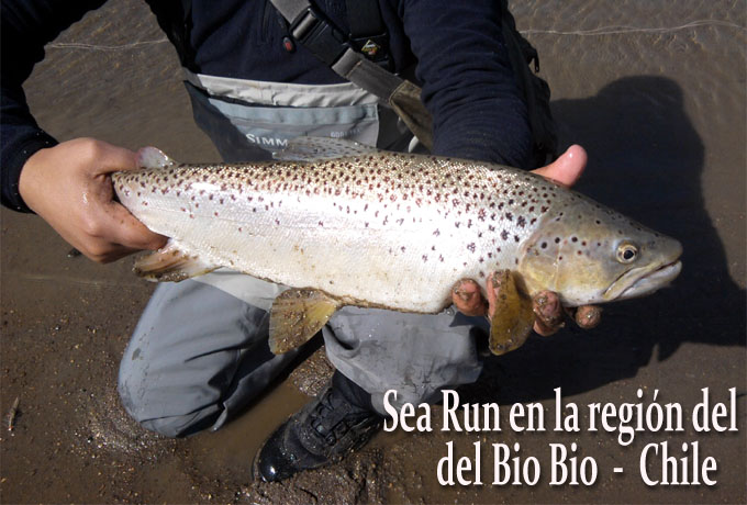 Sea Run en la regin del Bio Bio - Chile